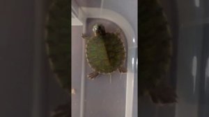 Шок, черепаха спит. Как спят водные черепахи