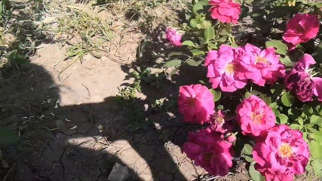 Розы и тёплое кубанское лето?  t +50?️ Какие же сорта держат жару? смотреть онлайн