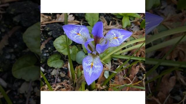 #gymnocalycium #mihanovichii #beautiful #flower #cactus #cactusgram #cactusflower #cactiofinstagra смотреть онлайн
