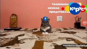 заставка котинет на карусель 01.11.2023 01:05