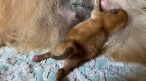 Кесарево у собаки.Роды Шпица.Щпиц Саманта.