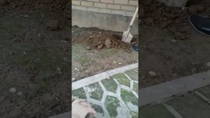 Черепаха умерла (похорона черепахи)