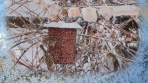 " Воробушек " Борис Грачевский