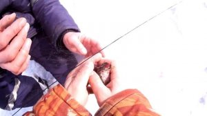 +18( тут иногда матерятся)Ловля певчих птиц Орнитологическая сеть.mp4