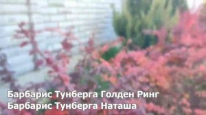 Обзор барбарисов в моем саду (7 сортов). Как расставить акценты на участке/Давайте мечтать вместе!