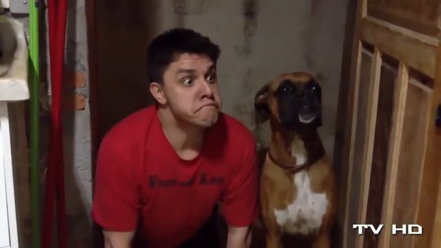 Как легко испугать собаку?) Смотри лучшие приколы с животными) смотреть онлайн