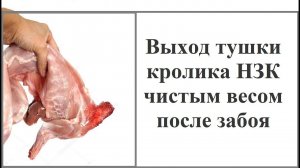 Выход тушки кролика НЗК - реальный результат