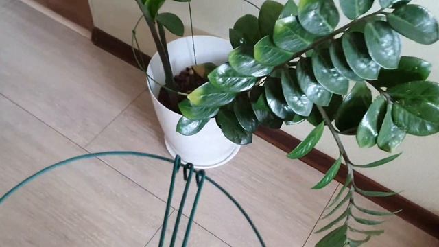 Горшки для Орхидей и субстрат//Подпорка для Замиокулькаса?