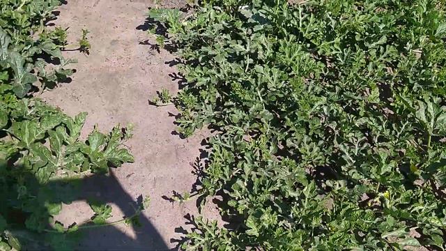 КАК СПАСТИ АРБУЗЫ ПОСЛЕ ГРАДА! смотреть онлайн