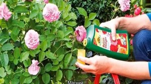 Почему желтеют листья у розы комнатной и появляется паутина