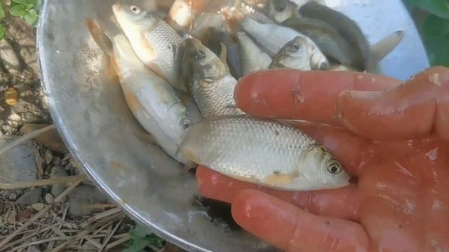 Дикий кабан Фунтик ест свежую рыбу. смотреть онлайн