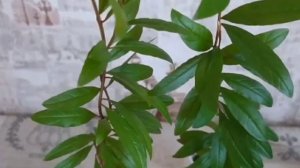 Как вырастить гранат из косточки в домашних условиях.