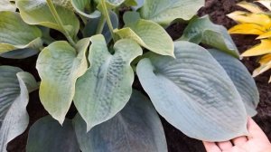#хоста #Элеганс  / Хоста Зибольда Элеганс ( лат. hosta Elegans ). Большая (L) красавица.