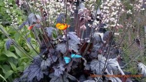 Гейхерелла обыкновенная Инфинити ? обзор: как сажать, саженцы гейхереллы Инфинити