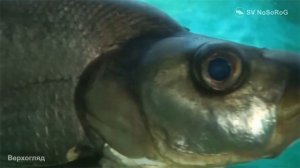 Рыба Верхогляд