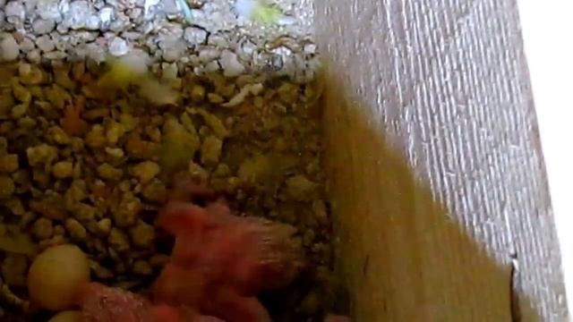 #Волнистые попугаи. Еженедельный осмотр птенцов, очистка гнезд смотреть онлайн