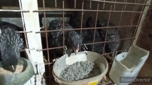 ✔️Ракушка для кур. Готовлю зерносмесь.