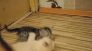 Шотландская короткошерстная кошка окраса линкс-пойнт