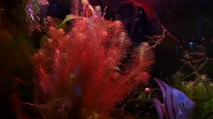 Rotala Wallichii How To Keep Rotala, Turn Red, Tips and Tricks