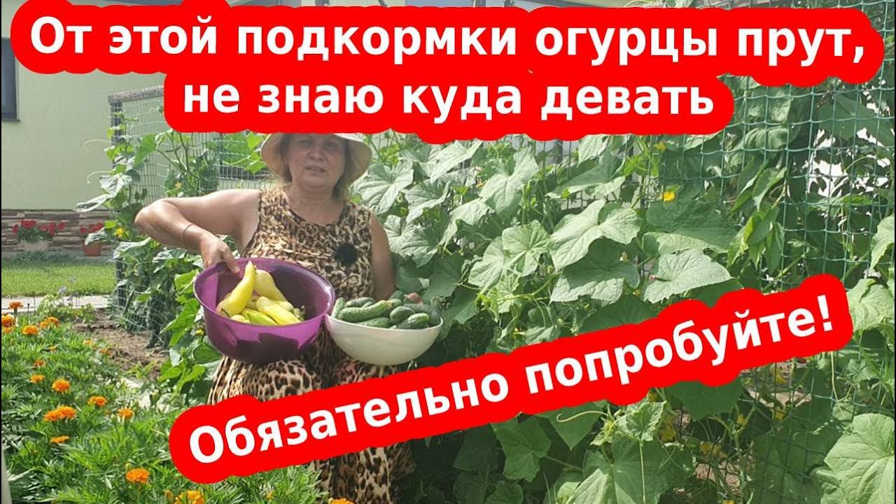 Чем подкормить огурцы, перец и помидоры