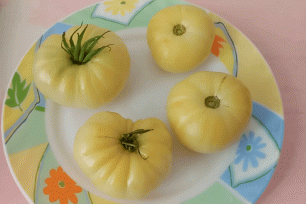 Высокорослый томат сорт "Большой пломбир". Обзор