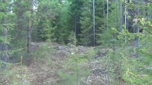 Качканаровские полевые испытания гончих 20.05.2017г. Работа РГ Забавка. Вл. Бабак Е.И.