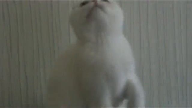 UniCoom Gelioland white scottish fold Белый шотландский вислоухий котенок смотреть онлайн