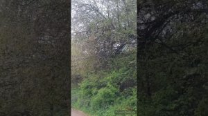 утреннее//соловушка//тренировка//(1 год назад)