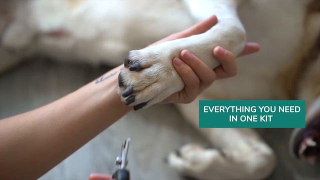 Amazon Sponsored Brand Video Ad Example (Pet Union Dog Grooming Kit) - ALT Group смотреть онлайн