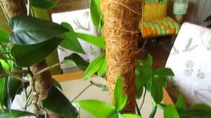 Филодендроны: краснеющий и лациниатум. Вы их еще помните?))