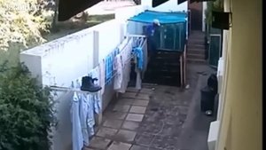 БУЛЬТЕРЬЕР В ДЕЛЕ... На что способен пёс породы Бультерьер