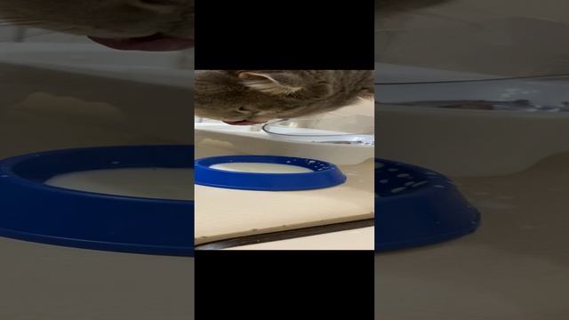 Пуша любит молочко / Pusha loves milk