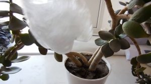 Янтарная кислота для комнатных растений. Результаты!!! Спасаем денежное дерево