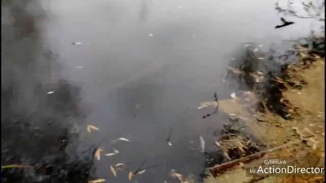 Коряги для аквариума. смотреть онлайн