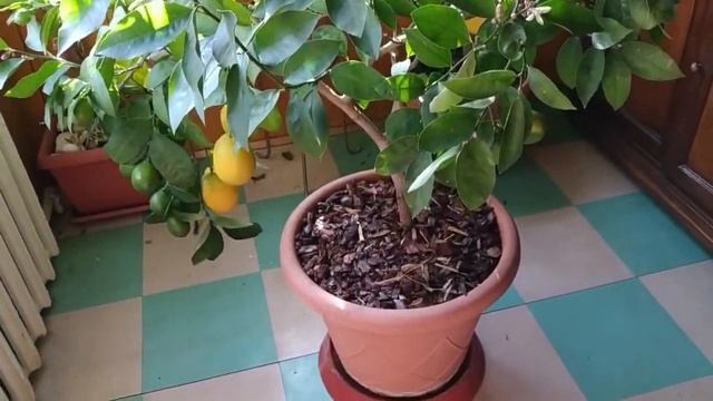 Определяемся с зимовкой цитрусовых смотреть онлайн