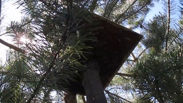 🌺Седьмое и Восьмое роение на пасеке🌺29.05.2023 года🌺 смотреть онлайн