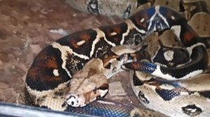 Агама Мама в youtube