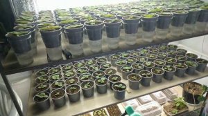 Глоксинии с семян , прошло 2 месяца, на 8 марта (Sinningia)