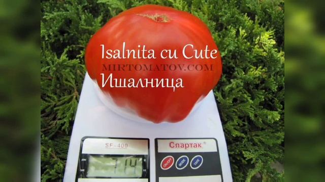 Самые вкусные томаты
