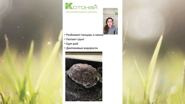Красноухая черепаха дома. Рекомендации ветеринара