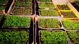 ЛОБЕЛИЯ взошла! Что делать? Пикировка - проще простого!!!