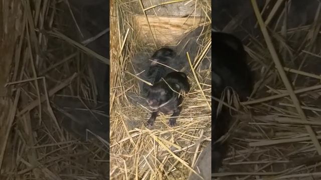 Новорожденные крольчата.Обзор новорожденных крольчат породы Рекс.