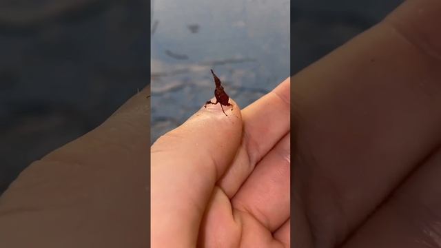 Это редкий вид богомолов Dragon mantis. Живет в тропических лесах