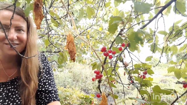 СЕМЕЙНЫЙ ОСЕННИЙ ВЛОГ / ШАШЛЫК И ДАЧА В ДЕРЕВНЕ смотреть онлайн