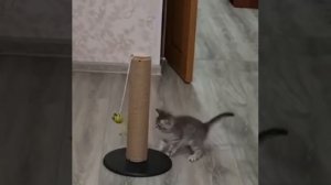 Котёнок и когтеточка. Приучение котёнка к когтеточке. Делаем когтеточки Казань.