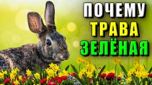 Почему трава зеленая?