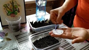 Венерина Мухоловка.Дионея .Высаживаем семена в грунт после стратификации.