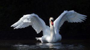 Путь Лебедя - Радей Сиян  (Гриф 2)