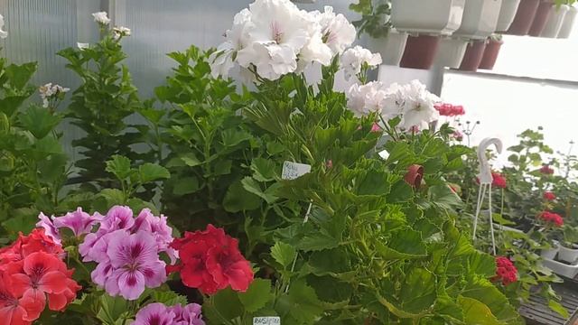 Пеларгония Королевская; Elegance Coral Sunset, Ozio, Bushfire, Mona Lisa, Bananza Sport....!? Выво смотреть онлайн