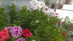 Пеларгония Королевская;  Elegance Coral Sunset, Ozio, Bushfire, Mona Lisa, Bananza Sport....!? Выво